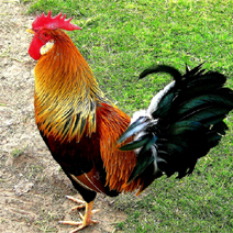 Mature Male Chickens (also known as a cockerel or cock) (Per Kg)